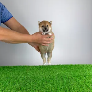 Shiba - Leni