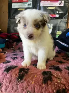 Border Collie - Red Merle Szuka