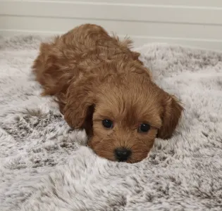 Cavapoo - Ursi