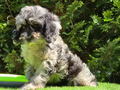 Cavapoo - Merida