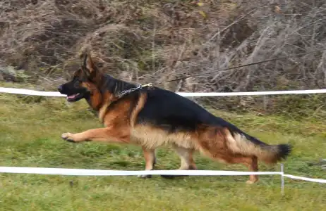 German Shepherd Dog - Csereerdei Lina