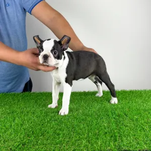 Boston Terrier - Dolores