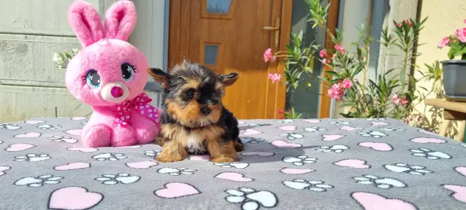 Yorkshire Terrier - Kókusz