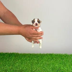 Biewer Terrier - Xanti