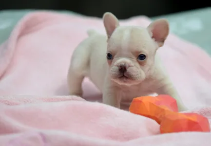 French Bulldog - Elke