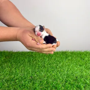 Biewer teriér - Olivia