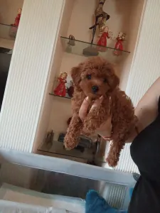 Toy uszkár - Poodle Toy F