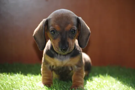 Dachshund - Olíva
