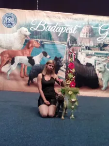 Kavapoo - Pinsch-bull Kennel