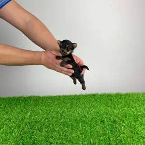 Yorkshire Terrier - Pancho