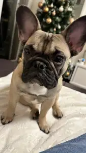 Кане-корсо - Miora Frenchie Bulldog Kennel