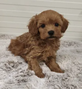 Cavapoo - Ursi