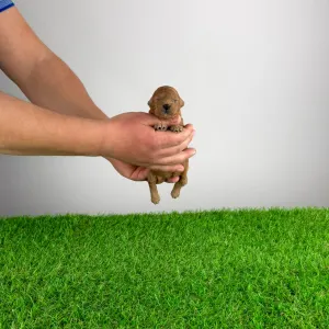 Poodle Miniature - Henessy