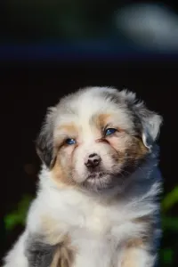 Australian Shepherd - Winstead No Fear Forever
