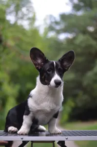 Cardigan welsh corgi - Kolonels Mendenhall 