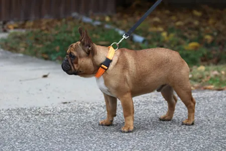 Buldog francuski - Hajósbulldy Simon