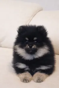 Pomeranian - Astarea 