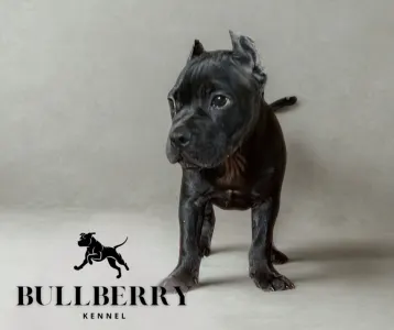 Amerikai Bully - Standard - Youngberry