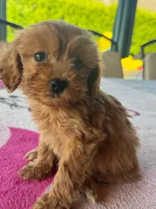 Maltipoo - Barack
