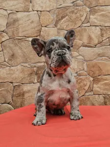 Bouledogue français - Döme