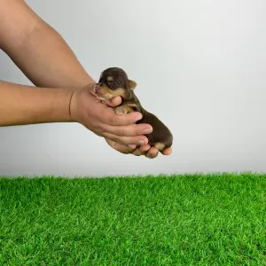 Yorkshire Terrier - Lemoro