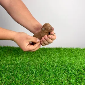 Caniche Toy - Felipo