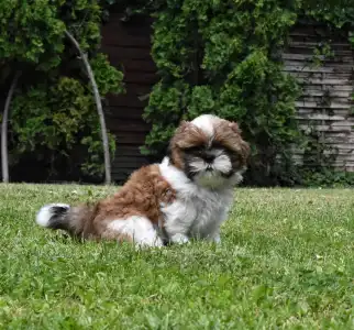 Shih Tzu - Benjamin