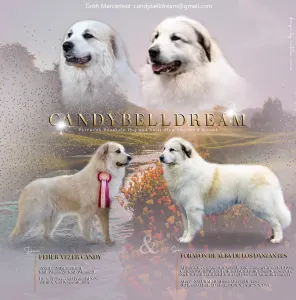 Pyrenean Mountain Dog - Candybelldream Biscuit