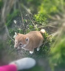 Shiba - Scamp Crowd Fantana