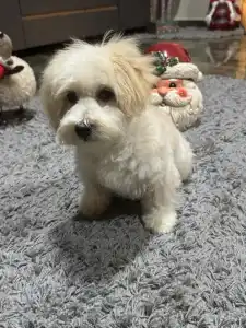 Maltipoo - Bruno