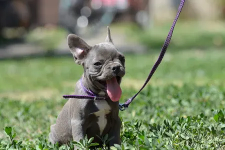 Francia bulldog - Málna