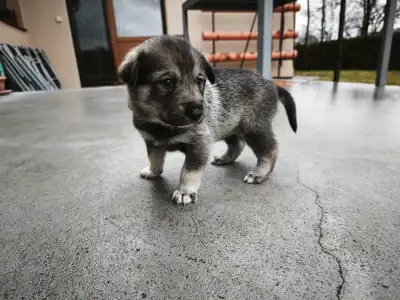 West Siberian Laika - Andy