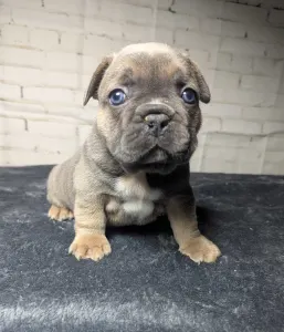 Bulldog francese - Jamie