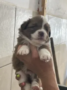 Border Collie - Ferrero/ Chocolate Sable Szuka
