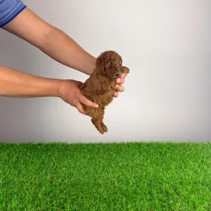 Poodle Miniature - Meo