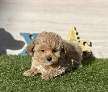 Мальтипу - Kipling