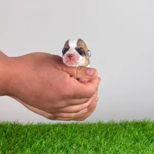 Welsh Corgi Pembroke - Ayka