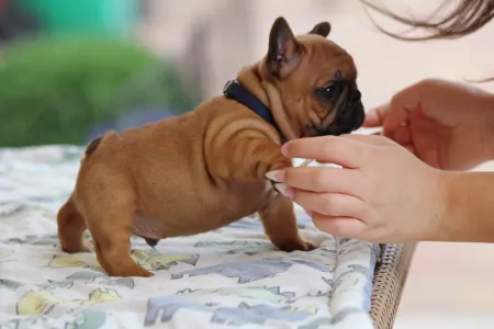 Französische Bulldogge - Usagi