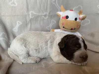 Lagotto Romagnolo - Friendly Lagotto Bailey