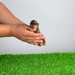 Spitz tedesco piccolo - Cheddar