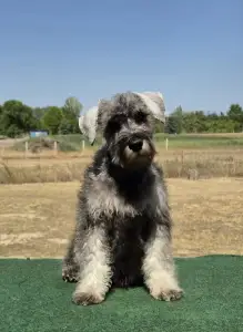 Miniature Schnauzer - Zafír