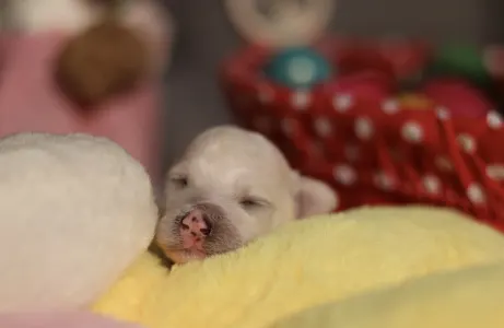 Bichon Frise - Leonardo