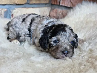 Cavapoo - Naomi