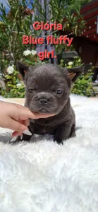 Francia bulldog - Glória 