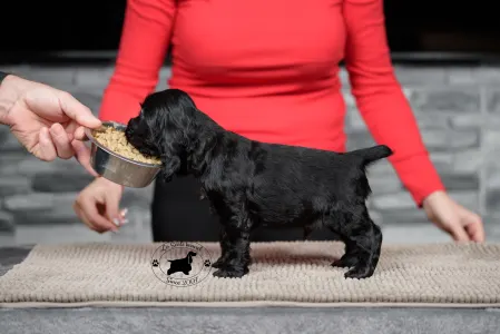 Angol Cocker spániel - La Scale Celestial Phenomena Alom