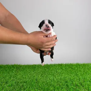 Boston terier - Frank