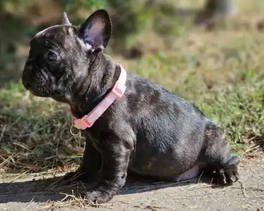 Bouledogue français - Mendy 