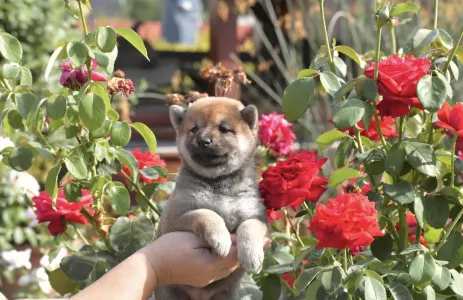 Shiba - Bravados Iria