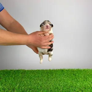 Australian Shepherd - Bennett 