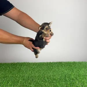 Yorkshire Terrier - Error 